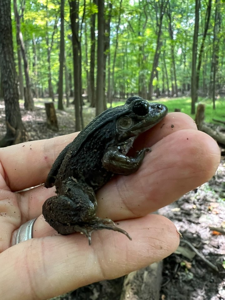 Green Frog